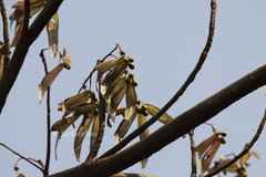 Pterocymbium tinctorium